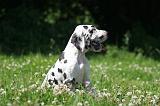 DOGUE ALLEMAND 423